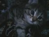 Grand-Mine.ru: Питомци
