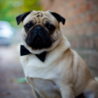 MrMopsJ
