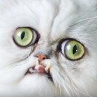 moe_