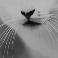 Cat_Blakston