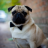 MrMopsJ