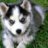 gleb