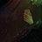 Sima_Jan